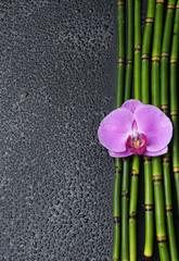orchid and thin bamboo grove on wet background