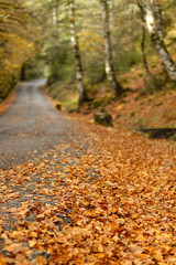 carretera en otoño 2