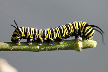 TIERE_1741_Schmetterling_Monarchfalter