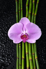 pink orchid and thin bamboo grove on wet background