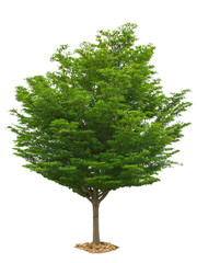 Tree isolated on white background