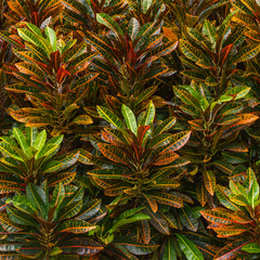 Colorful leaves wall for background