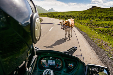 Motorrad fahren in der Schweiz mit Kuh