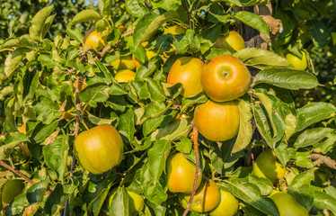 Closeup of an apple tree