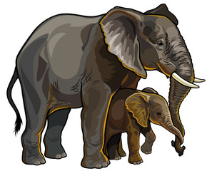 Obraz premium african elephant with baby