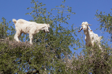 Zwei Ziegen in einem Arganbaum bei Essaouira, Marokko