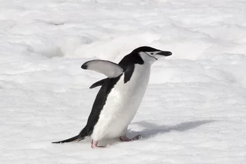 Rolgordijnen Chinstrap penguin © gn13