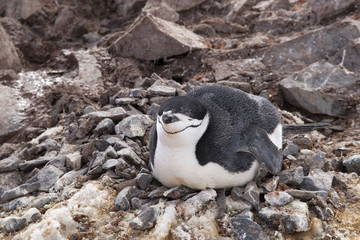 Chinstrap penguin © gn13