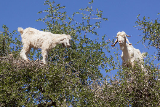 Zwei Ziegen in einem Arganbaum bei Essaouira, Marokko