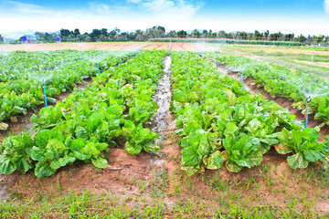 Fototapeta na wymiar Field of Green Leaf and lettuce crops growing in rows on a farm