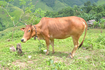 The cow indigenous species in Laos
