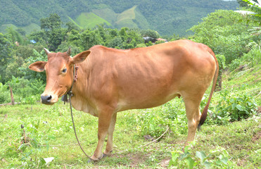 The cow indigenous species in Laos