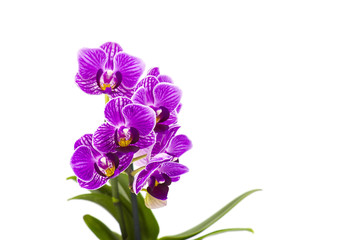 Beautiful pink orchid  - phalaenopsis © Mira Drozdowski