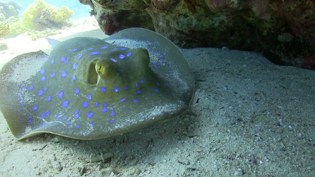 Blue Spotted stingray under the coral reef, Red sea