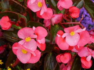 Red Begonia plants in summer