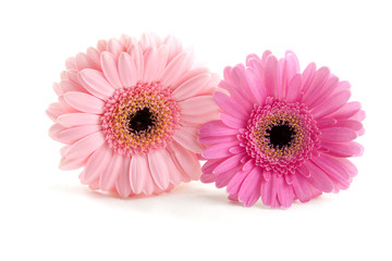 two pink flowers