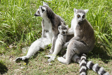 Family of ring-tailed lemurs
