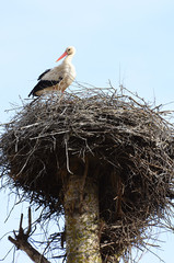 Stork in a nest