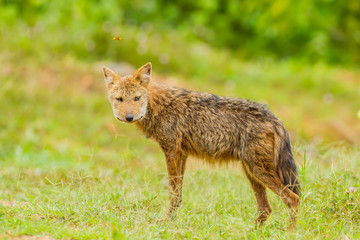 Nature Asiatic jackal or Golden jackal smiling at us!