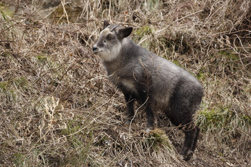 Japanese serow, Capricornis crispus,