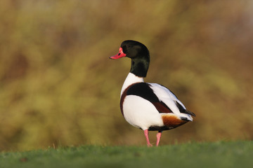 Shelduck, Tadorna tadorna