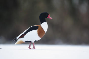 Shelduck, Tadorna tadorna