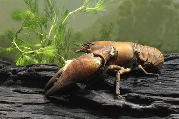 Signal crayfish, Pacifastacus leniusculus