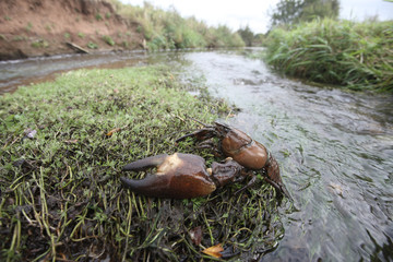 Signal crayfish, Pacifastacus leniusculus