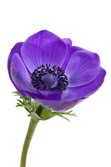 Purple anemone flower isolated on white