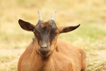 brown goat laying down