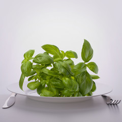 Sweet basil leaves on plate.