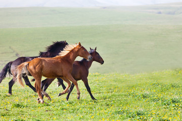 Herd of horses on a summer pasture. 