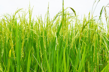 Spike in rice field