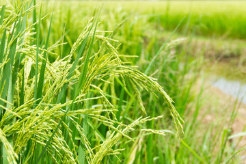 Spike in rice field