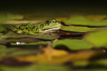 Teichfrosch