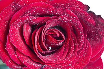 Close up on red rose with water drops