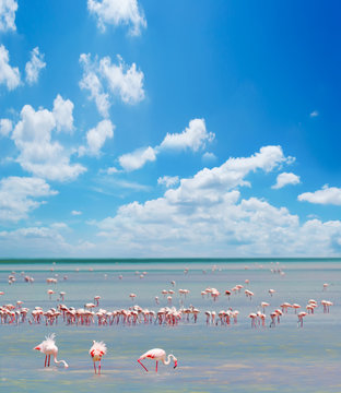 Fototapeta flamingos' flock