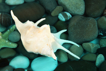 Sea bottom with shells and stones