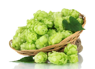 Fresh green hops in wicker basket, isolated on white