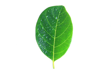 Naklejka na ściany i meble green leaf with drops isolated on white background