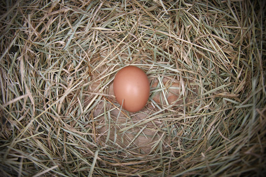 Brown Chicken Egg In Nesting Box