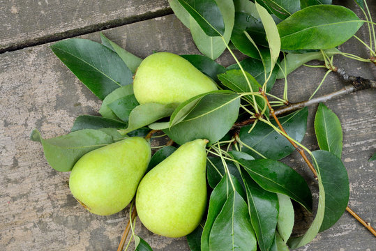 pears freshly picked