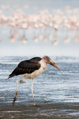 Marabu Stork (Leptoptilos crumeniferus)