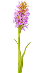 Obraz premium Orchis flower