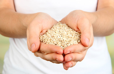 Wheat grain in female hands on natural background