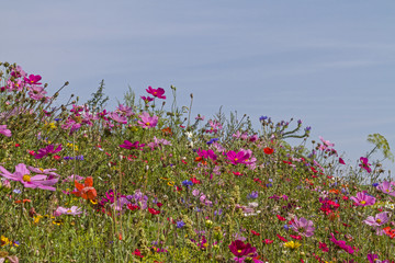 Blumenwiese