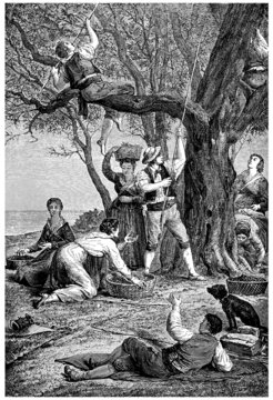 Olives Gathering - Cueillette des Olives - 19th century