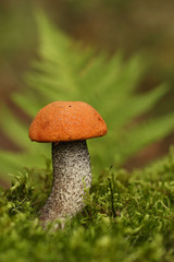 Orange-cap boletus.