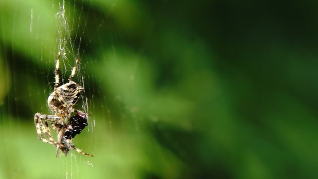 Spinne fi&szlig;t eine Fliege