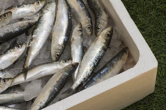 Sardinas en caja